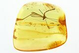 Superb Fossil Crane Fly (Limoniidae) In Baltic Amber #339453-2